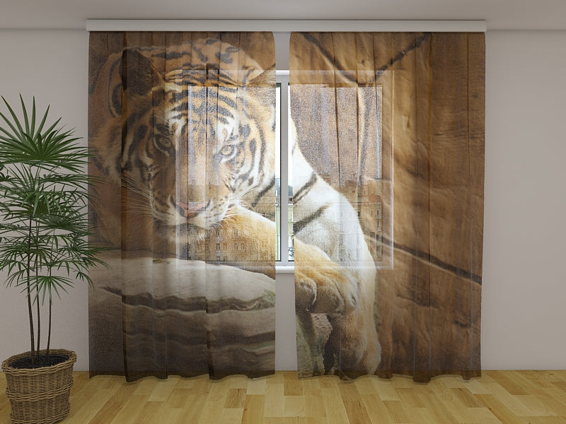 Photo Curtain Tiger on a Rock